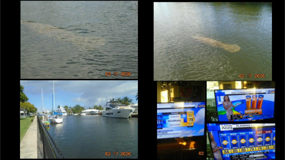 Manatee canal weather collage